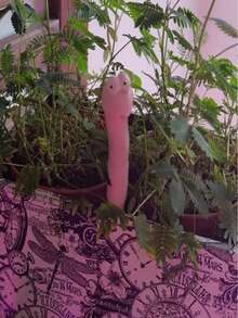 3件套可爱“渴水”植物装饰品 - 采用硅胶树脂制成，带有“喝我”标志，无需电池，适用于室内/室外植物，万圣节主题，经典风格，园艺装饰，趣味设计，经久耐用，园艺配件，户外园艺装饰，万圣节装饰，园艺用品，大型园艺装饰品 - A - 查看 6