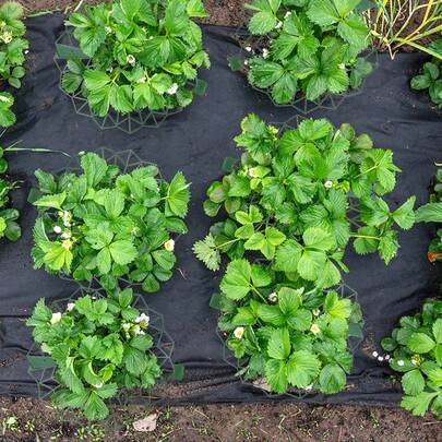 2/10 Packs Pack Strawberry Plant Support Green Plastic Reusable Strawberry Growing Racks With Sturdy Legs Easy Setup Strawberrys Racks Growing Frame For Keep Berries Clean Protecting Strawberry Plants From Mold Rot And Dirt