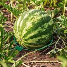 5/10pcs Gardening Melon And Fruit Tray, Household Watermelon Tray,Garden Fruit Anti- Rotting Bracket,Plastic Stable Tray, Watermelon She - Round - View 4