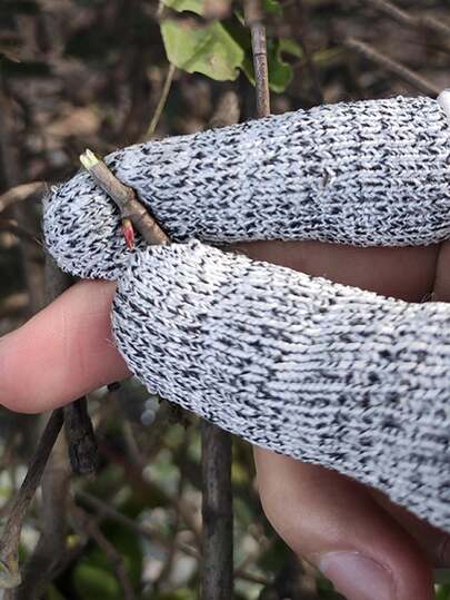 10pcs/Set Anti-Cut Finger Sleeves For Outdoor Gardening, Suitable For Fruit/Vegetable Picking, Branch Trimming And Other Labor Work