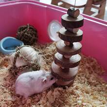 Small Animal Chewing Toy Apple Wood Block Cage Hanging Snacks Suitable For Hamsters, Rabbits, Parrots, Chinchillas, Guinea Pigs, Squirrels - View 5