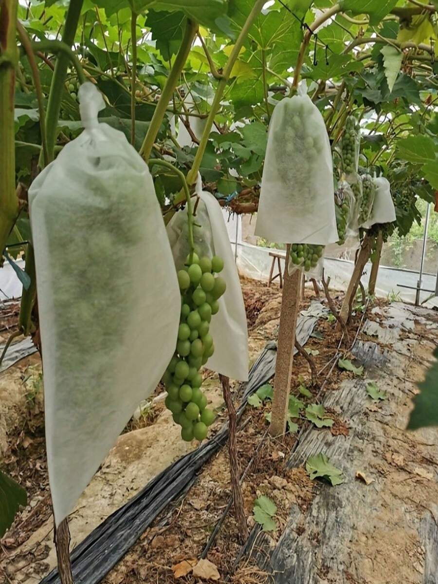 Bộ 10 túi bảo vệ cây trồng, túi bảo vệ trái cây, túi bảo vệ nho, túi bảo vệ rau quả. Thích hợp để bảo vệ dâu tây, vải thiều, cam quýt, nho, táo, lê, anh đào, mâm xôi và các loại trái cây khác trong suốt thời kỳ sinh trưởng. Túi lưới có dây rút giúp ngăn ngừa thiệt hại do chim, côn trùng và động vật gây ra. - A - Xem 1