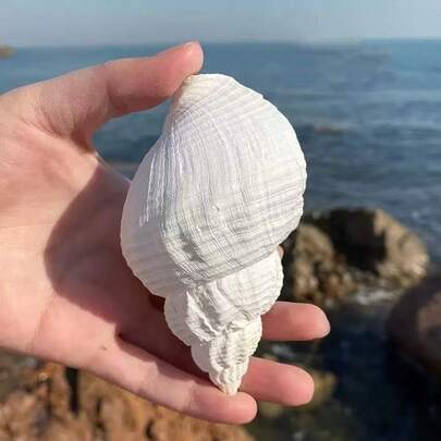 Natural Conch Shells, Peanut Snails, Creative Accessories, Festival Ceremonies, Creative Shooting Props, Accessories, Decorations, Home Decorations, Ocean Decorations Style Home Decoration, Home Life Decoration, Aquarium Decoration Home Aquarium Decor, Desktop Home Decor, Mediterranean Decor