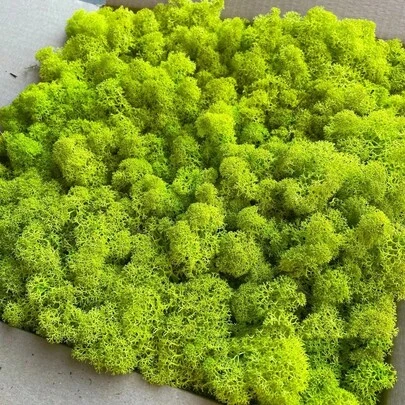 1 Box Moss Plants, Eternal Moss For Home Decor, Holiday Photo Props, Fairy Garden, Crystal Vase, Crafts And Weddings, DIY Aquarium Decoration