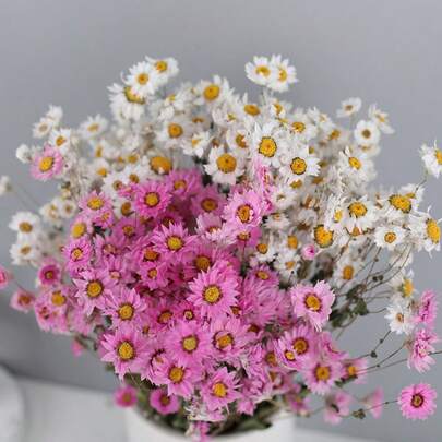 50/100支精致北欧风天然干花，包含罗丹花、金光菊和洋甘菊，适用于家居装饰、浮瓶制作、树脂工艺品、花店、婚礼装饰、生日、周年纪念、圣诞节、母亲节、情人节、感恩节、摄影道具等场合。