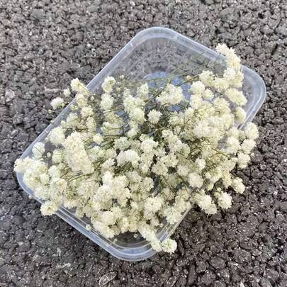 1box Mini Baby's Breath Flowers And Other Dried Flowers - For Resin Mold Art Craft, Ivory White Flowers Bouquet For Hair Accessory, Wedding Wreath, Table Vase, Home Decor