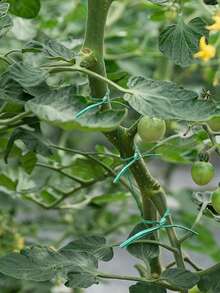 1 pieza Atador de plantas de jardín con cortador, 20 metros de ataduras de plantas de plástico verde para jardín, sujetadores reutilizables para plantas trepadoras, suministros de jardinería para entrenamiento y organización de plantas - 1 unidad verde - View 5