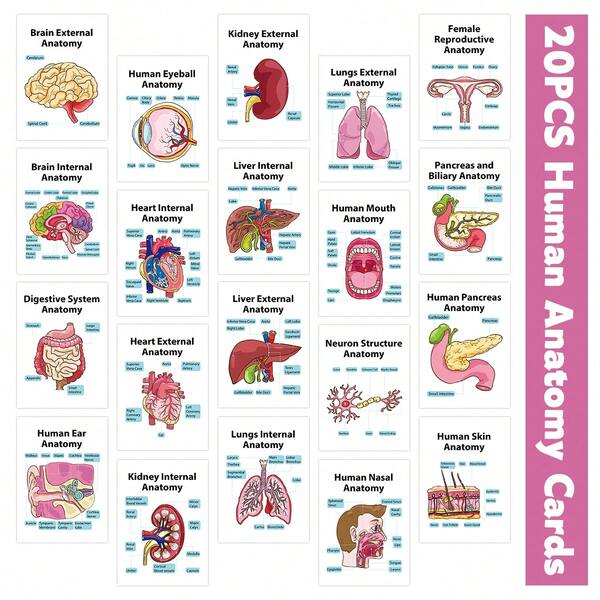 20 Stücke Anatomie Lernkarten - Detaillierte Bildungskarten mit Gehirn, Herz, Lungen, Nieren, Leber & Körpersystemen - Medizinische Anatomie Lernkarten für Pflegestudenten & Ärzte