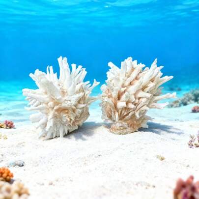 2pcs Rare Conch Shell & Clam With Partial Mouth - Realistic Shelling Aquarium Snail For Fish Tank Decoration, Live Marine Biology Specimen For Home Aquarium Landscaping, Rare Collectible Conch (Compatible With Freshwater/Saltwater Tanks)