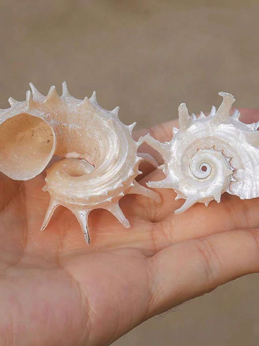 Set de 2 piezas que incluye concha, caballito de mar plateado, caracol corona espinoso, cangrejo ermitaño, concha rizada, repuesto de conchas, decoración para acuario doméstico, decoración de paisaje de acuario, decoración del hogar, decoraciones de acuario - 2pcs - Ver 1