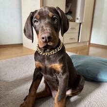 Metallic Link Chain Dog Necklace Personalized Punk Style Pet Collar Fashion Accessories For Small Dogs Cats NID0 - Gold - View 3