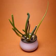 大蒜、大葱、家庭园艺、水培、大蒜、大葱再生农场、可重复使用、丰收种植、再生种植箱、简易家用循环收获、种植不受季节影响的优质作物 - 可重复使用 - 均碼 - 查看 8