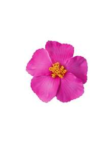 9 Pieces Of Hawaiian Flower Hairpins In Random Colors, Women's Artificial Flower Hairpins, Suitable For Holiday Beach Parties, Summer Tropical Floral Hair Accessories, Girls' Holiday Gifts, Flat Claw Clips, Hair Slides, Hair Claws, Head Accessories - View 18