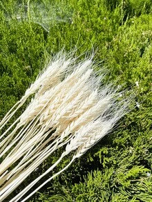 20-200支，17.3英寸绿色小麦，干花，干植物，用于餐桌花瓶插花、婚礼用花、新娘捧花、家居和办公室用花以及派对用花 - 白色 - 查看 3