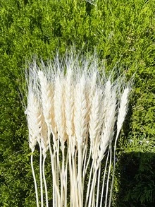 20-200支，17.3英寸绿色小麦，干花，干植物，用于餐桌花瓶插花、婚礼用花、新娘捧花、家居和办公室用花以及派对用花 - 白色 - 查看 1