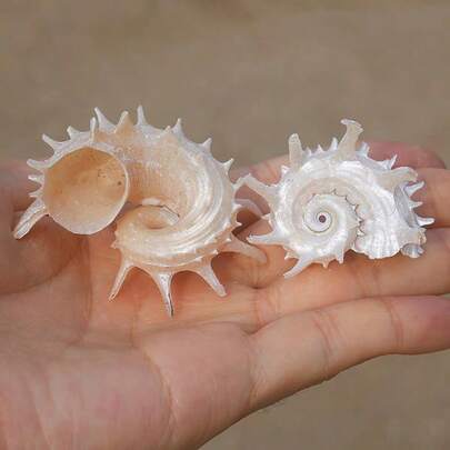 2pcs/Set Shell, Silver Seahorse, Spiny Crown Snail, Hermit Crab, Curly Shell Fish, Shell Replacement, Home Aquarium, Aquarium Landscape Decor, Home Decor, Aquarium Decorations