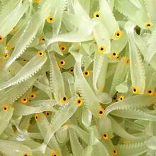 Mồi mềm 5cm/1.97in, Mồi câu cá phát sáng trong bóng tối, Mồi cá đuôi chữ T sống động như thật, Mồi sinh học, Mồi mềm thân mềm, Dụng cụ câu cá, Người đam mê câu cá, Quà tặng Phục sinh, Mùa xuân, Mùa hè, Quà sinh nhật - Nhiều màu - Xem 6