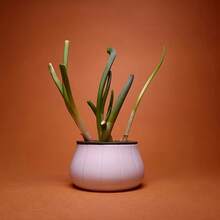 1套大蒜和大葱水培种植套装，家用园艺可重复使用大蒜和大葱再生种植箱，黑白盖套装，易于区分，可重复种植，无土水培箱，操作简单，全年收获 - A - 查看 5