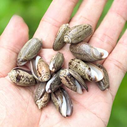 8 piezas Decoración de conchas de caracol Aoliao para el hogar, artesanía, acuario, paisajismo, colección, regalos hechos a mano, elegante decoración del hogar