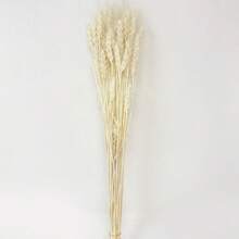 20-200支，17.3英寸绿色小麦，干花，干植物，用于餐桌花瓶插花、婚礼用花、新娘捧花、家居和办公室用花以及派对用花 - 白色 - 查看 7