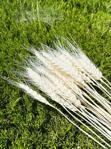 20-200支，17.3英寸绿色小麦，干花，干植物，用于餐桌花瓶插花、婚礼用花、新娘捧花、家居和办公室用花以及派对用花 - 白色 - 查看 11