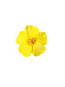 9 Pieces Of Hawaiian Flower Hairpins In Random Colors, Women's Artificial Flower Hairpins, Suitable For Holiday Beach Parties, Summer Tropical Floral Hair Accessories, Girls' Holiday Gifts, Flat Claw Clips, Hair Slides, Hair Claws, Head Accessories - View 11
