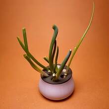 1套大蒜和大葱水培种植套装，家用园艺可重复使用大蒜和大葱再生种植箱，黑白盖套装，易于区分，可重复种植，无土水培箱，操作简单，全年收获 - A - 查看 4