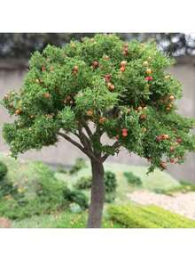 1pc 10/15cm Artificial Fruit Tree Model, Mini Farm Micro Landscape Decoration, Countryside DIY Scenery For Train Model, Dollhouse Accessories - As Photos - View 4