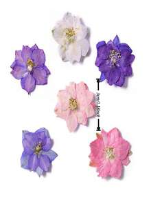 干花压制美甲化妆材料 - 蝴蝶花 - 天然植物压制标本胶水手工工艺材料 - 均碼 - 查看 4