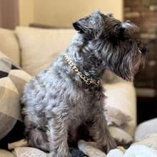 Metallic Link Chain Dog Necklace Personalized Punk Style Pet Collar Fashion Accessories For Small Dogs Cats NID0 - Gold - View 6