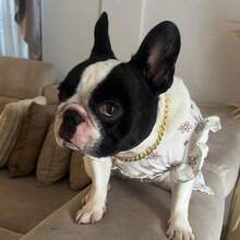 Metallic Link Chain Dog Necklace Personalized Punk Style Pet Collar Fashion Accessories For Small Dogs Cats NID0 - Gold - View 5