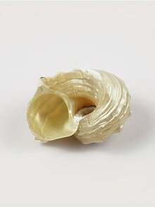 Set de 2 piezas que incluye concha, caballito de mar plateado, caracol corona espinoso, cangrejo ermitaño, concha rizada, repuesto de conchas, decoración para acuario doméstico, decoración de paisaje de acuario, decoración del hogar, decoraciones de acuario - 2pcs - Ver 2