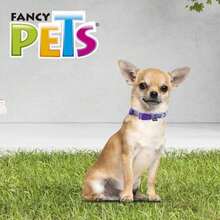 Fancy Pets Extra Small Size Aqua Pop Gallery Collar for Dogs - ColorA - Ver 1