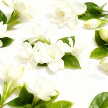 Waxmelts artesanales aromaticos en forma de ositos de gomita verdes- Fragancia intensa y duradera - Alta duracion - Ideales para quemador de cera - Decoracion, Hogar, Ambiente relajante, Aromaterapia - Gardenia - Ver 1
