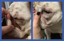 Squishface Pasta de arrugas u2013 Paquete de 2 u2013 bulldog, bulldog francés, pug, bulldog inglés u2013 Limpia arrugas, manchas de desgarro, bolsillos traseros y patas u2013 removedor de manchas antipicazón y crema antiarrugas bulldog, 2 onzas - Blanco - Ver 6