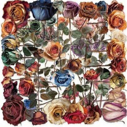 Dried Rose Flower Stickers, Retro PET Material, DIY Stationery Stickers, Cute & Creative Waterproof Candy Stickers For Scrapbooking, Bullet Journals, Notebooks, Crafts, Water Bottles, Guitars, Skateboards, Motorcycles, Luggage, Phones, Computers, Back To School Supplies, Winter Holidays, Thanksgiving, Christmas, Saudi National Day, Birthdays, Festivals, New Year, Valentine's Day, Gifts For Boyfriends, Girlfriends, Adults