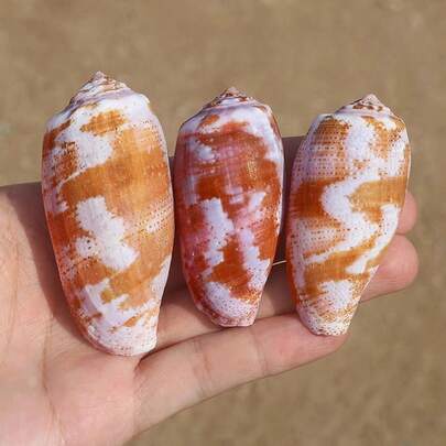 1PC Exquisitely Patterned Tulip Conch | Precious Shell Collection - Perfect For Aquarium Landscaping, Hermit Crab Replacement Shells & Handmade DIY Home Decor, Ideal Gift For Friends During Christmas And Thanksgiving