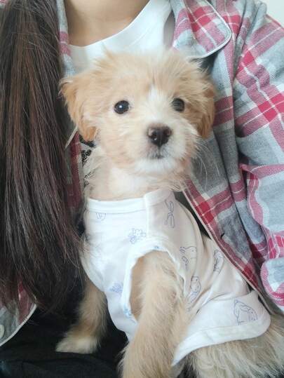 可爱粉彩宠物睡衣套装 - 透气轻便的小型犬猫服装，柔软的兔子蝴蝶结印花幼犬家居服，适合吉娃娃、约克夏等小型犬和猫咪穿着。