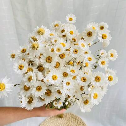 1束白色满天星干花，100%天然满天星干花枝，适用于花瓶插花、婚礼、桌面装饰、家居装饰、DIY花环制作、工艺品制作