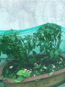 多用途防护网，适用于果园、家禽养殖、水产养殖、果树、温室、空中防护网、渔网、花园和农场棚架网 - 105cm*500cm - 查看 6