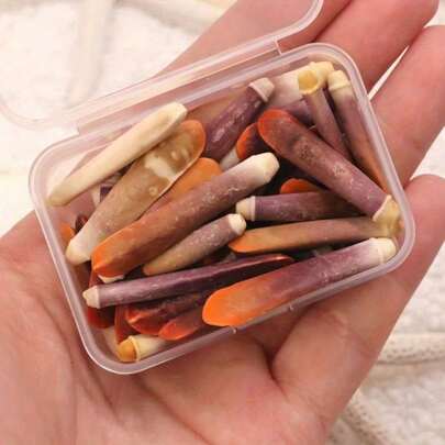A BOX Colored Sea Urchin Pen - Rare Conch Shell Ocean Home Decoration, Retro Marine Theme Party Decoration, Hermit Crab Replacement Shell Fish Tank Decoration