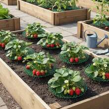 1/6 piezas Estantes de plantación de fresas verdes con tres patas robustas, marco de soporte para plantas de jardín, diseño de rejilla abierta para mejor drenaje, para plantas de fresas, para frutas y evitar la pudrición, práctico estante de almacenamiento para patio, un buen ayudante para la plantación - A - Ver 4