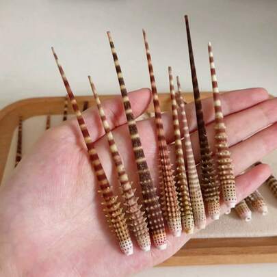 5PCS Colorful Sea Urchin Thorn Sea Anemone Branch | Precious Collected Specimen Fish Tank Landscape Decoration DIY Photography Props Suitable For Aquarium Micro Landscape Ornaments Creative Gifts For Family