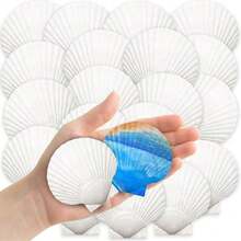 20PCS 10PCS Scallop 2'-3'' Shells White Seashell For DIY Painting Craft Mermaid Beach Wedding Home Decoration(2-3inch, 5-8cm), White Scallop Shells From Sea Beach For Craft Decor (2-3inch, 5-8cm ) - White 2-3in (5-8cm) - View 14