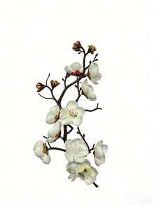 艺术波浪边树脂园艺花瓶 - 装饰性桌面花瓶，适用于插花、摆放鲜花、仿真植物和多肉植物，是卧室梳妆台、办公桌、花园角落和活动装饰的理想之选。采用优质树脂制成，经久耐用，独特的设计可提升任何空间的格调，是乔迁新居和园艺爱好者的理想礼物。 - A - 查看 8