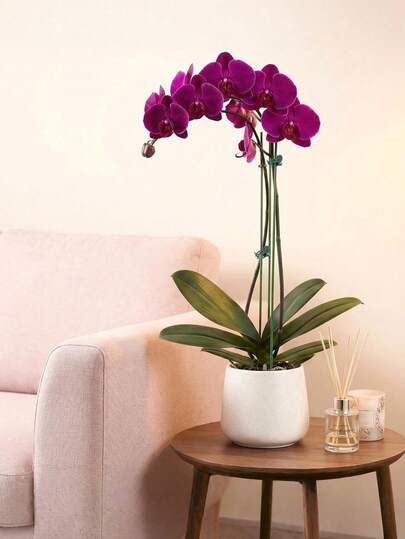 40支装带夹子的植物支撑杆，柔韧可弯曲，适用于花园、番茄、玫瑰、室内外植物、蝴蝶兰、盆栽、花卉、蔬菜、果树等。