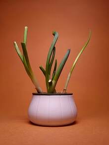 Trồng rau tại nhà, thủy canh, hành lá, tỏi, hành xanh theo phương pháp canh tác tái tạo, bộ vỏ đen trắng dễ nhận biết và tái sử dụng, trồng trọt bội thu, chậu trồng tái tạo, vận hành đơn giản tại nhà, thu hoạch theo chu kỳ, hộp thủy canh không cần đất, trồng rau xanh không bị ảnh hưởng bởi mùa vụ - có thể tái sử dụng. - nhiều màu - Xem 7