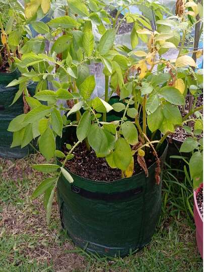 1PC Potato Grow Bag, Thick PE Fabric Plant Pot With Flap & Handles, Green Plant Bag For Potato, Vegetables & All Plants, Outdoor Garden Growing Bag