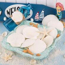20PCS 10PCS Scallop 2'-3'' Shells White Seashell For DIY Painting Craft Mermaid Beach Wedding Home Decoration(2-3inch, 5-8cm), White Scallop Shells From Sea Beach For Craft Decor (2-3inch, 5-8cm ) - White 2-3in (5-8cm) - View 8