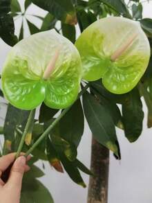 3/5/10支装仿真绿白天堂鸟百合，仿真红火焰百合，适用于家居装饰、婚礼装饰、人造花卉、婚礼用品、派对用品、室内装饰、办公室、酒店、家居桌面装饰、室内装饰 - 綠白 - 查看 7